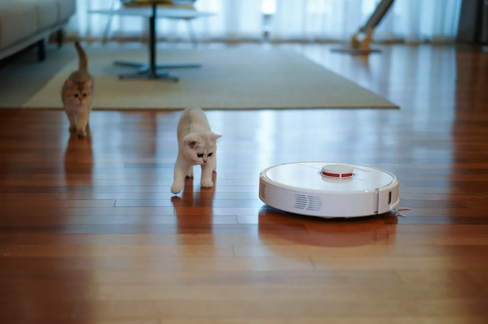 Robotstøvsuger til hundehår: modeller og priser